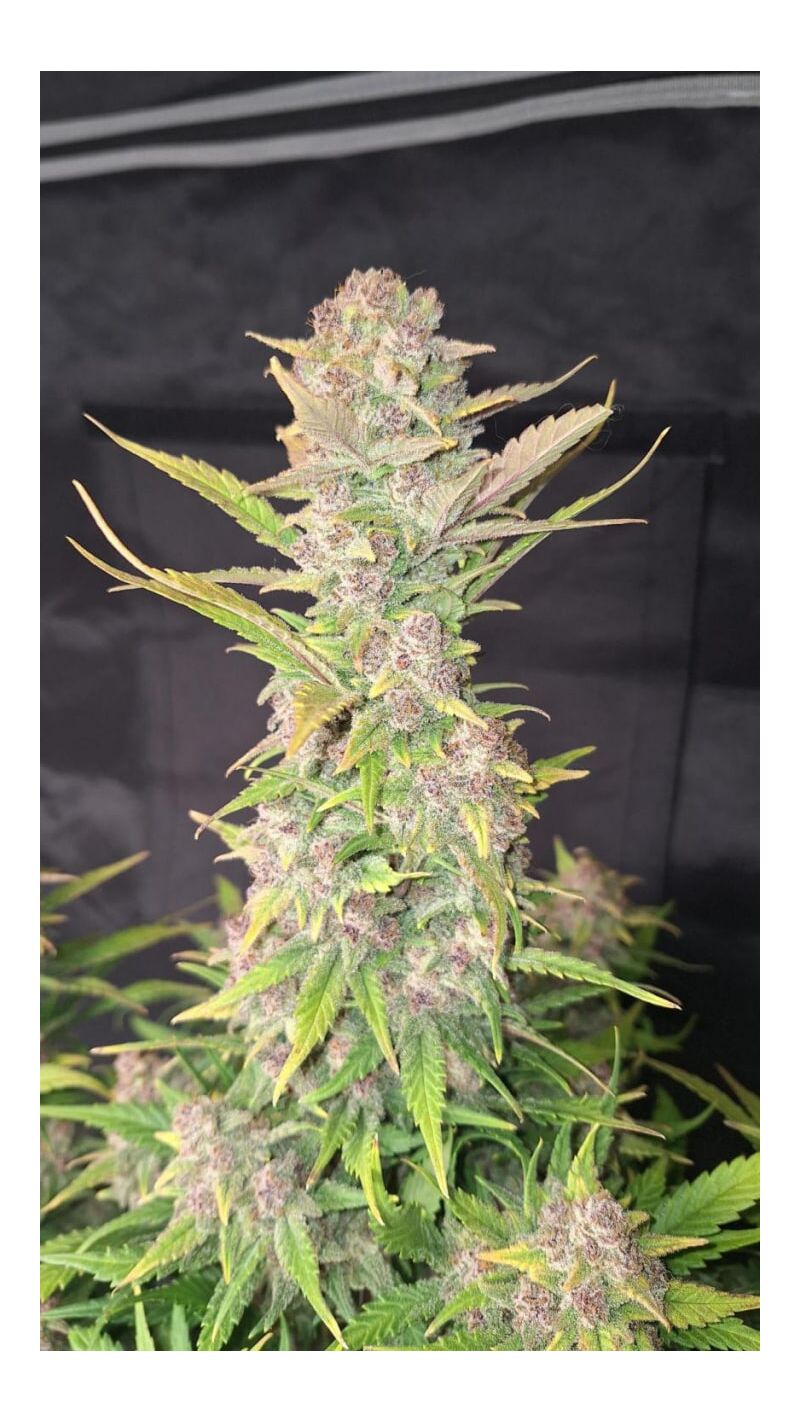 Purple Haze Auto, Фасовка: 3